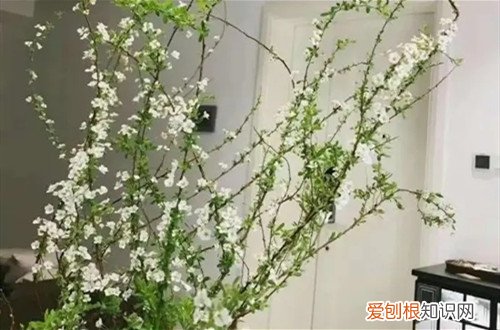 雪柳什么时候发芽 干枝雪柳可以养多久呢？它还会发芽吗？第二年还能活吗？