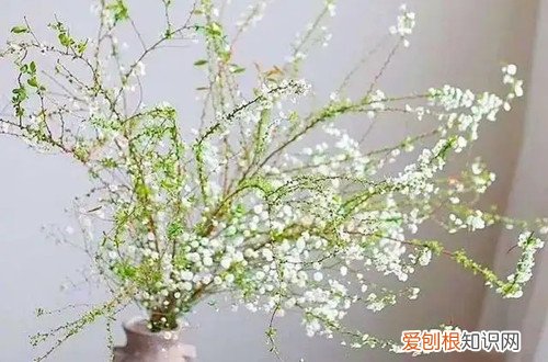 雪柳什么时候发芽 干枝雪柳可以养多久呢？它还会发芽吗？第二年还能活吗？