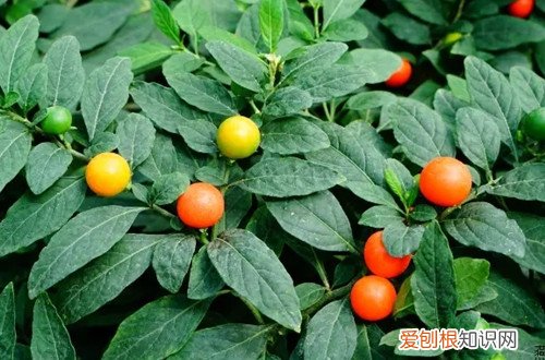 珊瑚豆掉叶子是什么原因?怎么办呢 珊瑚豆掉叶子是什么原因？怎么办？