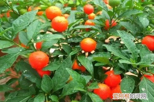 珊瑚豆掉叶子是什么原因?怎么办呢 珊瑚豆掉叶子是什么原因？怎么办？