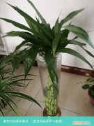 富贵竹的养护与管理 富贵竹的养护要点