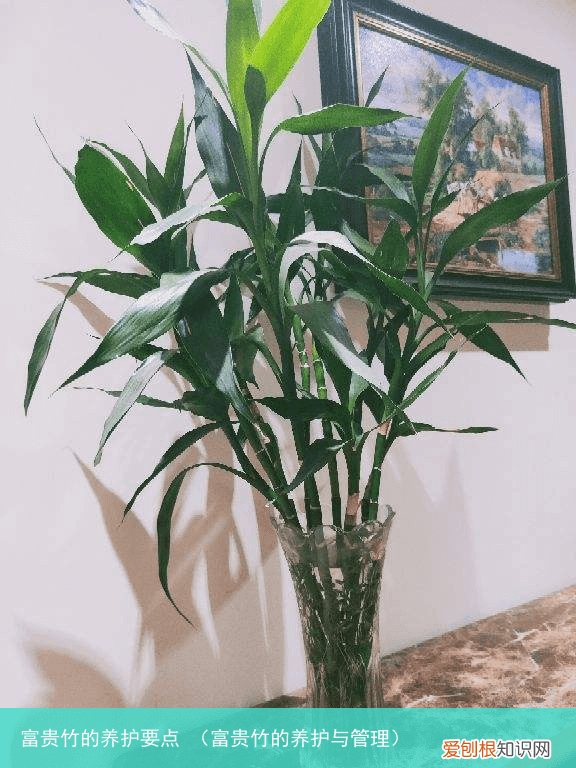 富贵竹的养护与管理 富贵竹的养护要点