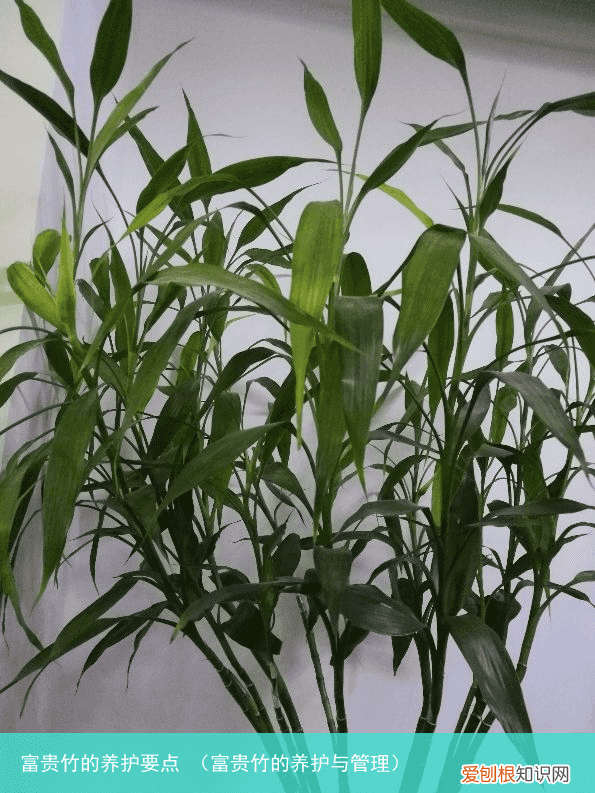 富贵竹的养护与管理 富贵竹的养护要点