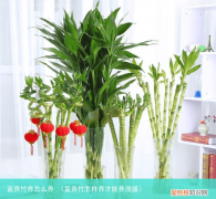 富贵竹怎样养才能养茂盛 富贵竹养怎么养
