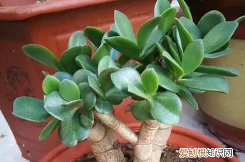 玉树的浇水方法和注意事项 玉树怎么浇水？做好这些浇水工作，玉树就能长的更好！