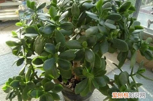 玉树的浇水方法和注意事项 玉树怎么浇水？做好这些浇水工作，玉树就能长的更好！