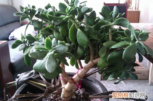 玉树的浇水方法和注意事项 玉树怎么浇水？做好这些浇水工作，玉树就能长的更好！