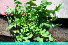 野生荠菜长在哪里 野生荠菜和种植荠菜的区别