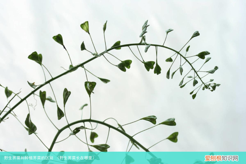 野生荠菜长在哪里 野生荠菜和种植荠菜的区别