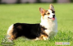 怎么训练狗狗召回，再也不怕出门就撒手没，狗出门前太激动怎么训