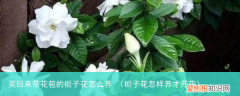 栀子花怎样养才开花 买回来带花苞的栀子花怎么养