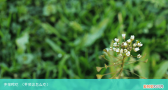荠菜该怎么吃 荠菜咋吃