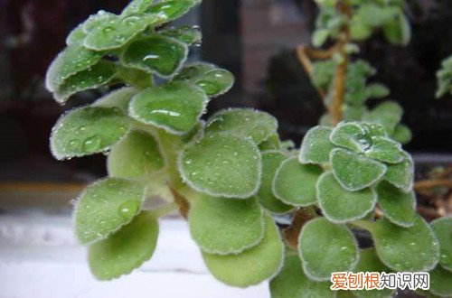 碰碰香叶子干了脱落 碰碰香总有干枯的叶子怎么办，有的从根部发黑了怎么办？