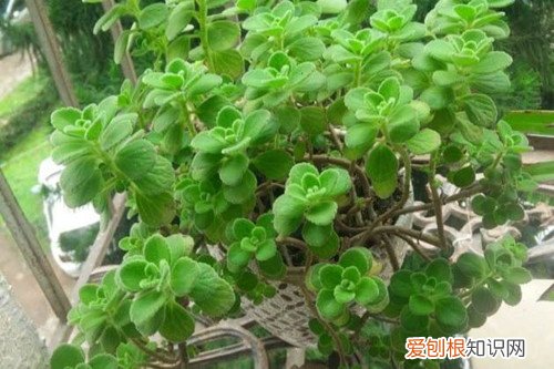 碰碰香叶子干了脱落 碰碰香总有干枯的叶子怎么办，有的从根部发黑了怎么办？