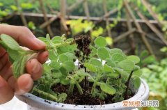 碰碰香叶子干了脱落 碰碰香总有干枯的叶子怎么办，有的从根部发黑了怎么办？