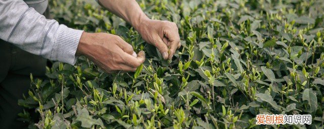 绿茶的茶叶能不能泡茶喝呀 绿茶的茶叶能不能泡茶喝