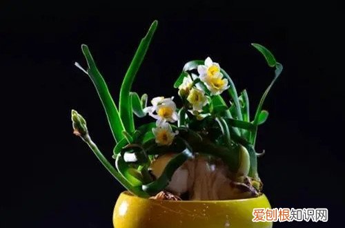 水仙花开过花之后还可以再开花吗 水仙花开花后别扔掉，这样处理，还能再次开花！