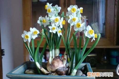 水仙花开过花之后还可以再开花吗 水仙花开花后别扔掉，这样处理，还能再次开花！