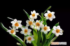 水仙花开过花之后还可以再开花吗 水仙花开花后别扔掉，这样处理，还能再次开花！