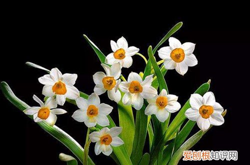 水仙花开过花之后还可以再开花吗 水仙花开花后别扔掉，这样处理，还能再次开花！