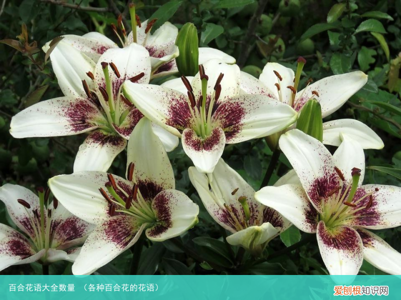 各种百合花的花语 百合花语大全数量