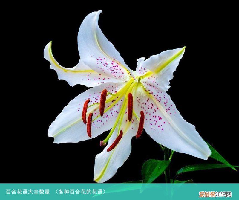 各种百合花的花语 百合花语大全数量