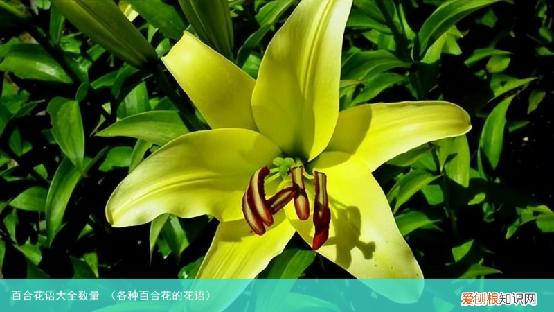 各种百合花的花语 百合花语大全数量