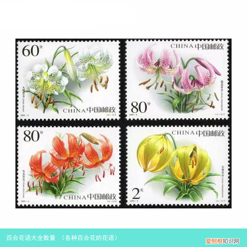 各种百合花的花语 百合花语大全数量