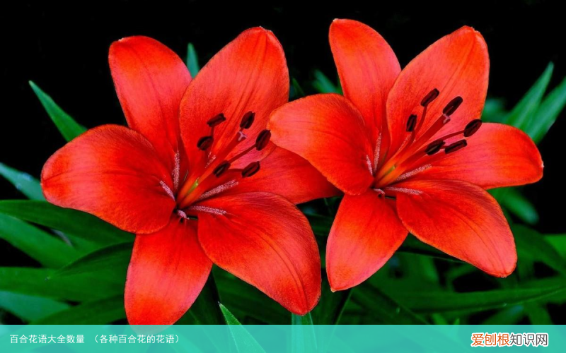 各种百合花的花语 百合花语大全数量