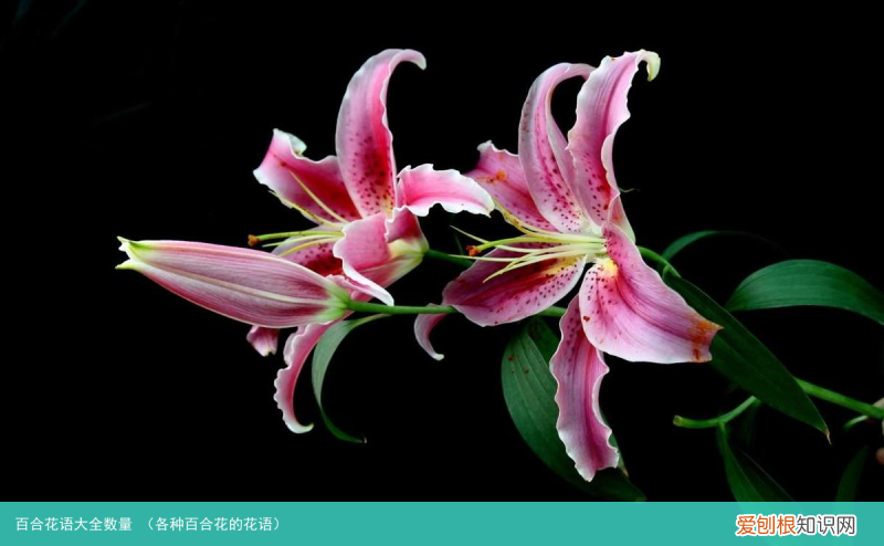 各种百合花的花语 百合花语大全数量