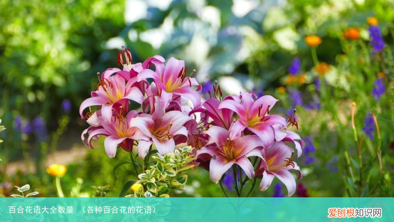 各种百合花的花语 百合花语大全数量