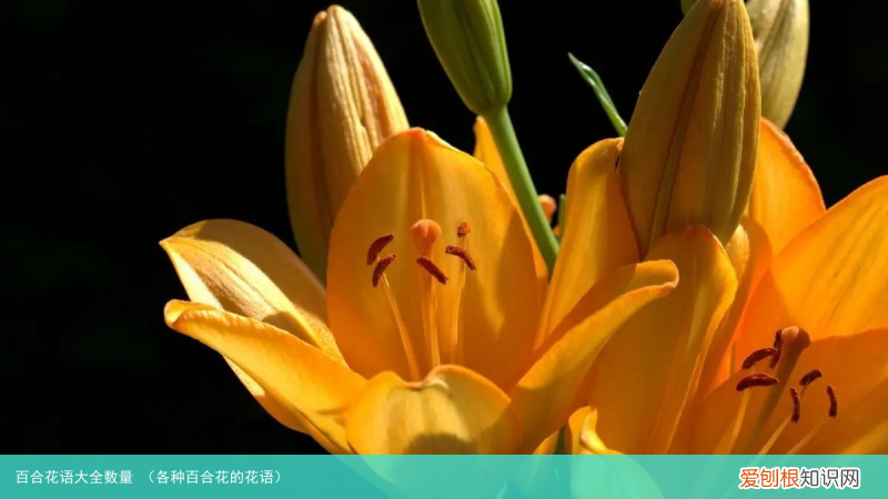 各种百合花的花语 百合花语大全数量