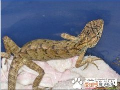 怎么养蜥蜴视频 养蜥蜴的方法