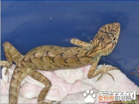 怎么养蜥蜴视频 养蜥蜴的方法