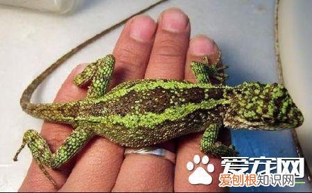 怎么养蜥蜴视频 养蜥蜴的方法