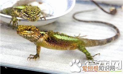 怎么养蜥蜴视频 养蜥蜴的方法