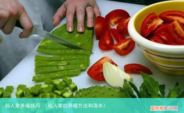 仙人掌的养殖方法和浇水 仙人掌养殖技巧