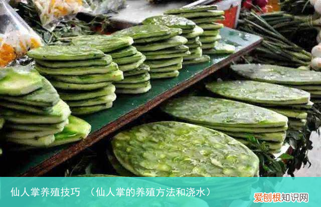仙人掌的养殖方法和浇水 仙人掌养殖技巧