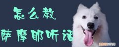 怎么教萨摩耶听话，怎么教萨摩耶听话呢