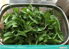 野菜能做什么 野菜做什么好吃呀图片