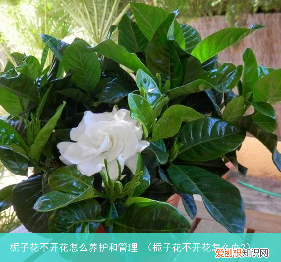 栀子花不开花怎么办? 栀子花不开花怎么养护和管理