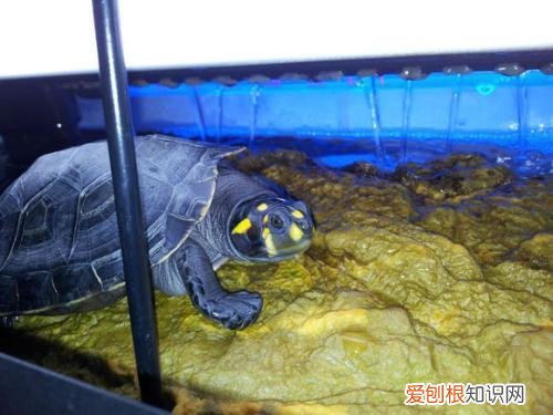 猪鼻龟吃浮食还是沉食好 猪鼻龟吃鱼屎正常吗