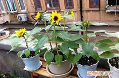 向日葵开花后能活多久 向日葵养多长时间会开花？开完花后还能成活吗？