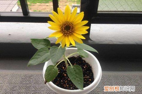 向日葵开花后能活多久 向日葵养多长时间会开花？开完花后还能成活吗？