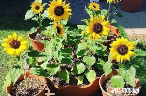 向日葵开花后能活多久 向日葵养多长时间会开花？开完花后还能成活吗？