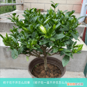 栀子花一直不开花怎么办 栀子花不开怎么回事