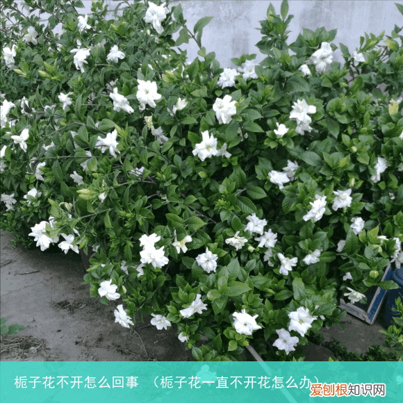 栀子花一直不开花怎么办 栀子花不开怎么回事