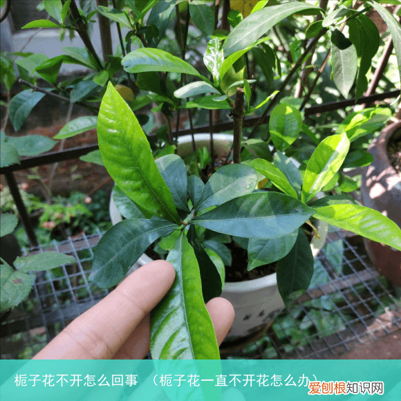 栀子花一直不开花怎么办 栀子花不开怎么回事