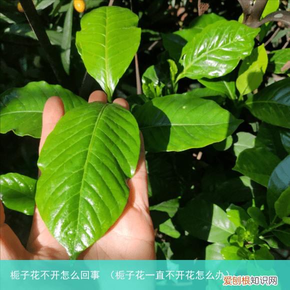 栀子花一直不开花怎么办 栀子花不开怎么回事