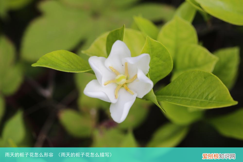 雨天的栀子花怎么描写 雨天的栀子花怎么形容